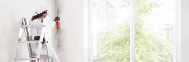 Best Mold Damage Restoration  in Coleman, MI