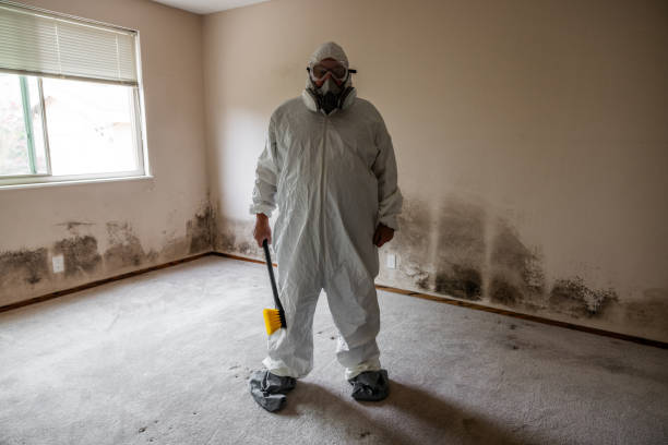 Best Mold Odor Removal Services  in Coleman, MI